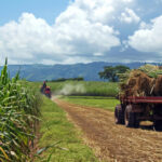 Usina afasta responsabilidade por trabalho infantil explorado por fornecedor de cana-de-açúcar